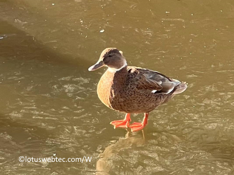 landscape_ice_duck