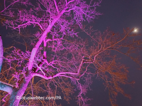 colored_tree_at_night_landsc